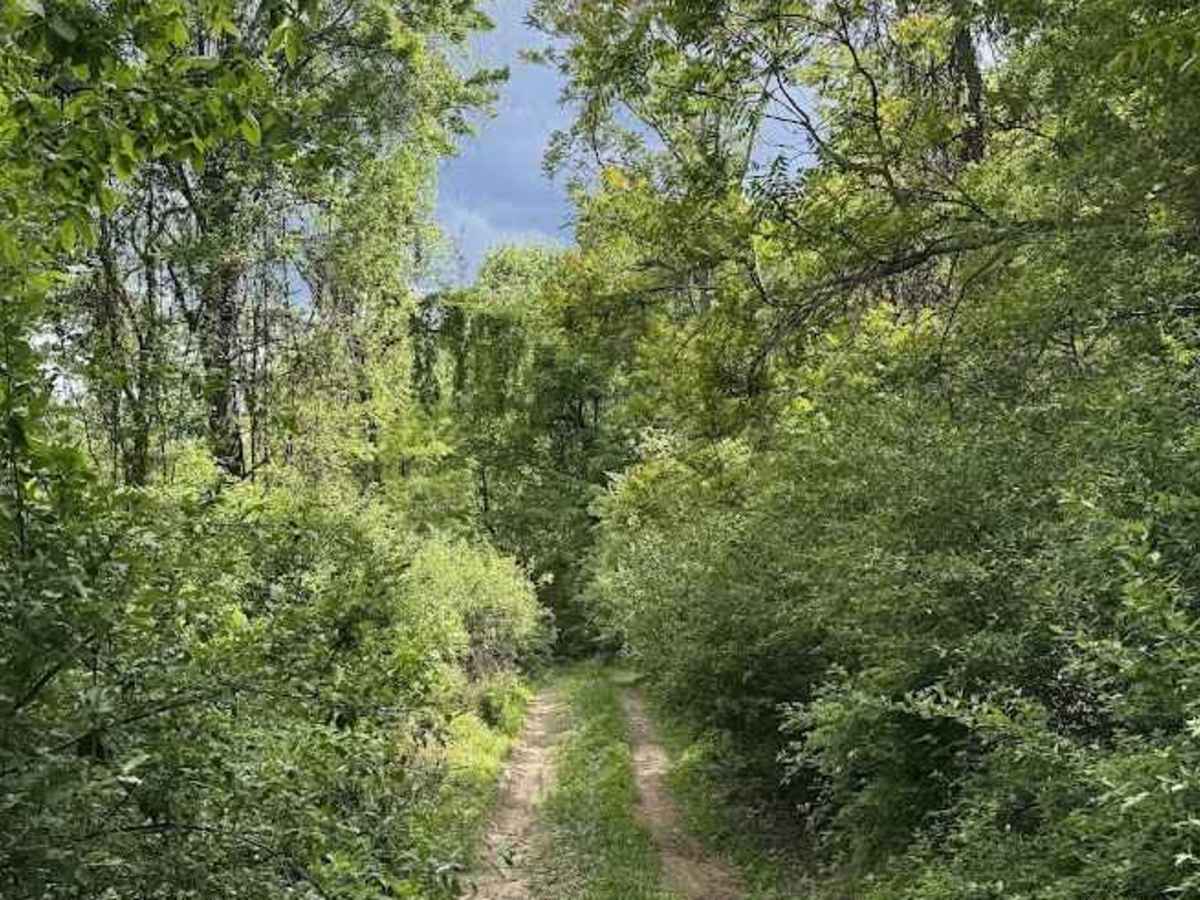 Walker Mountain photo 5