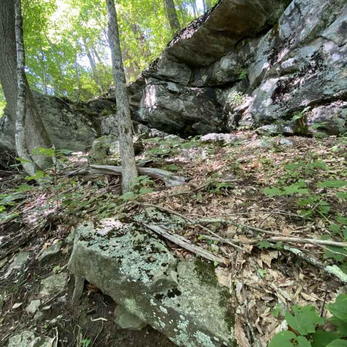 Near Weaver Knob Loop