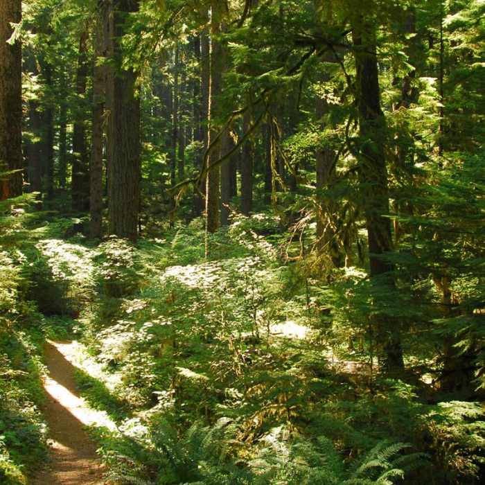 Near Alder Flats Hike + Campsites