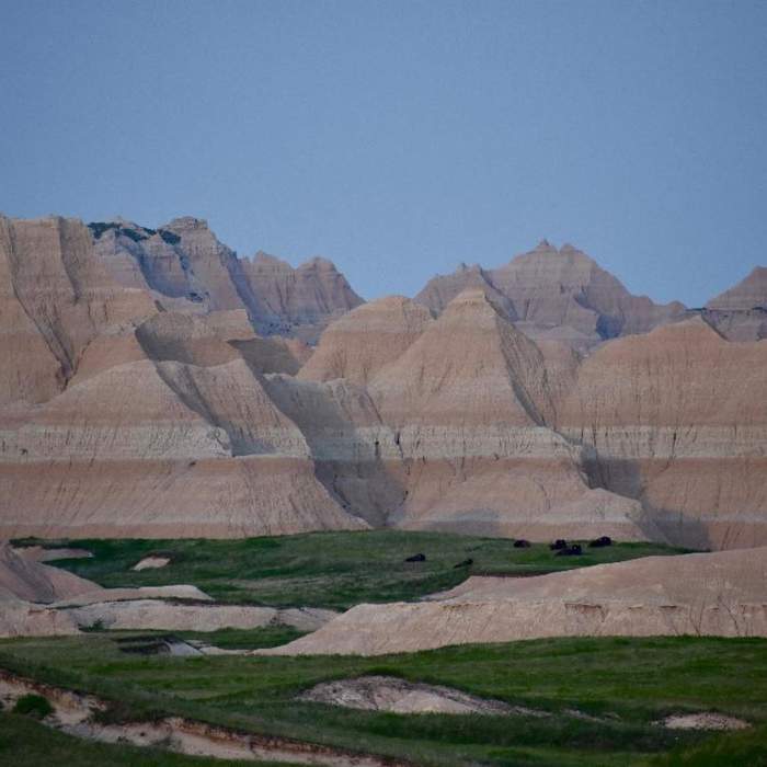 Buffalo herd at dusk in Sage Creek Basin again a colorful formation. Near Sage Creek Wilderness Area Loop