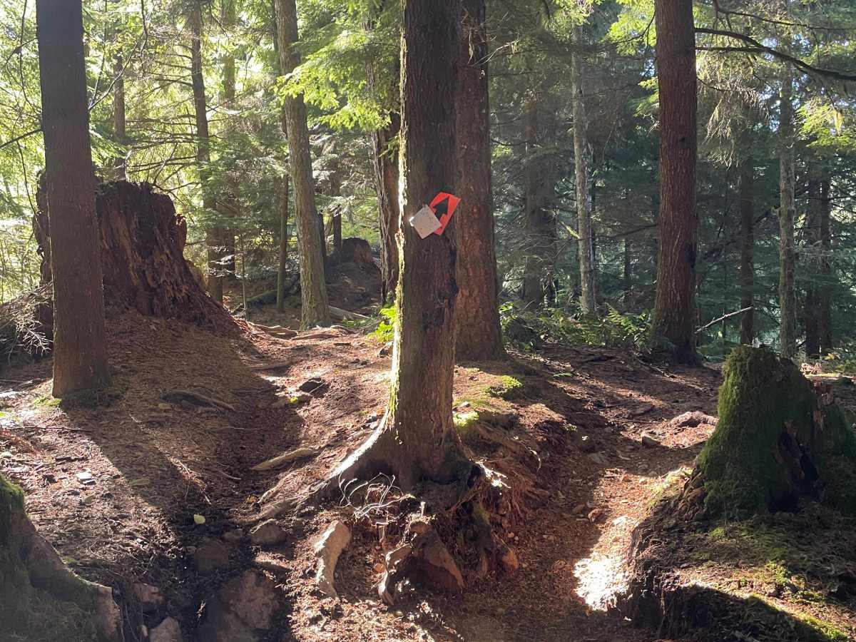 Clearcut Sidehill trail photo