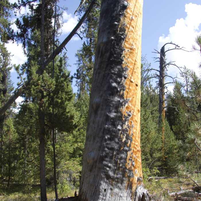 Near Queens River Trailhead to Queens River Falls + Nanny Creek