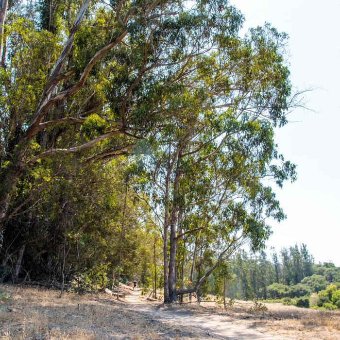 Near Orcutt Hills Trail