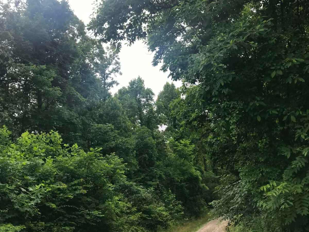 Telegraph Hill Road trail photo