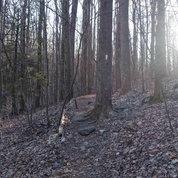 Near Springer Mountain Loop via Three Forks