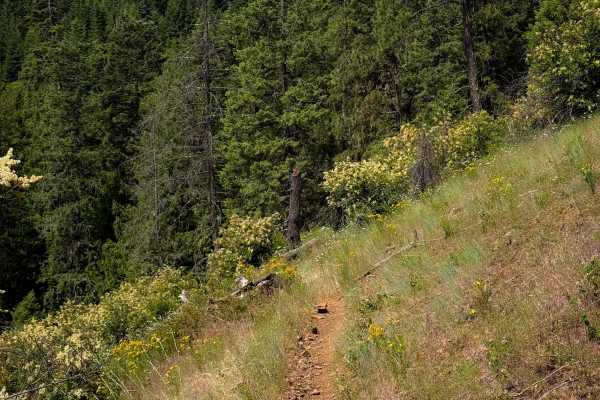 Steep Creek 