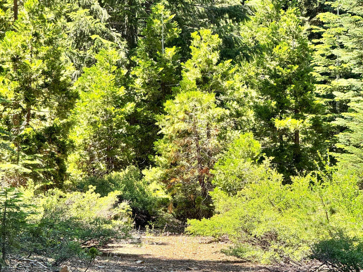 Yellow Jacket Spur photo 5