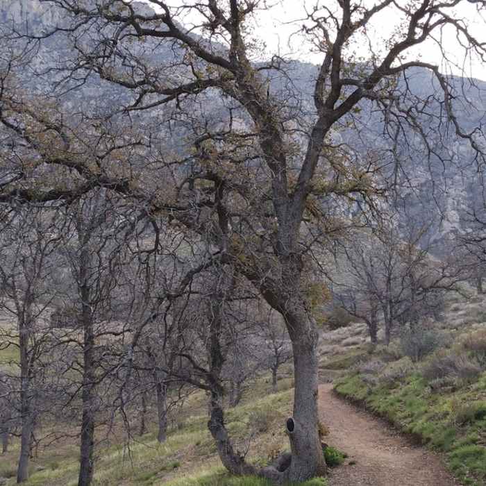 Near Cannell Meadow