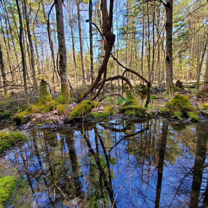 Swampy area at Foley Mountain Near White Pine Trail
