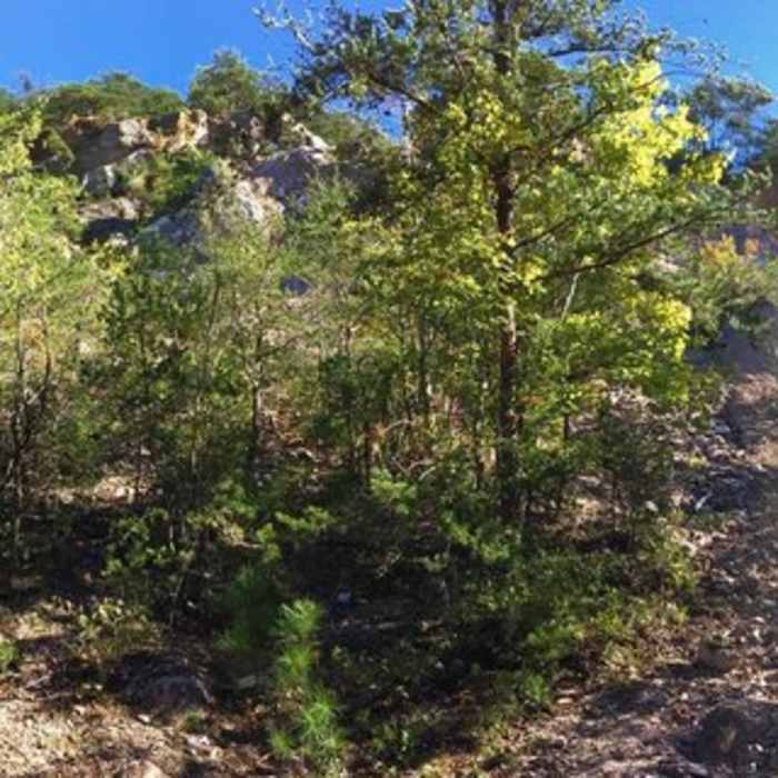 Near Occoneechee Mountain Loop Trail