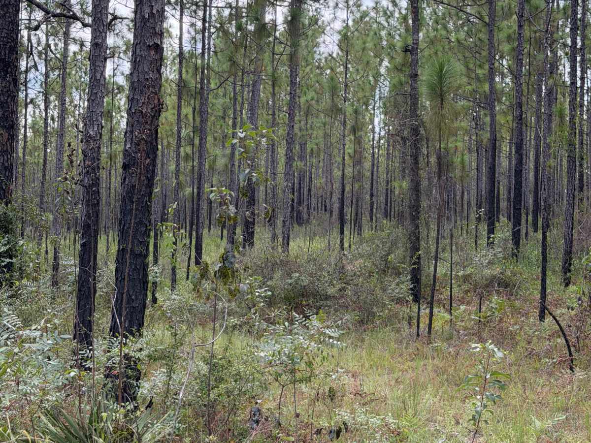 Blackwater River R79 photo 3