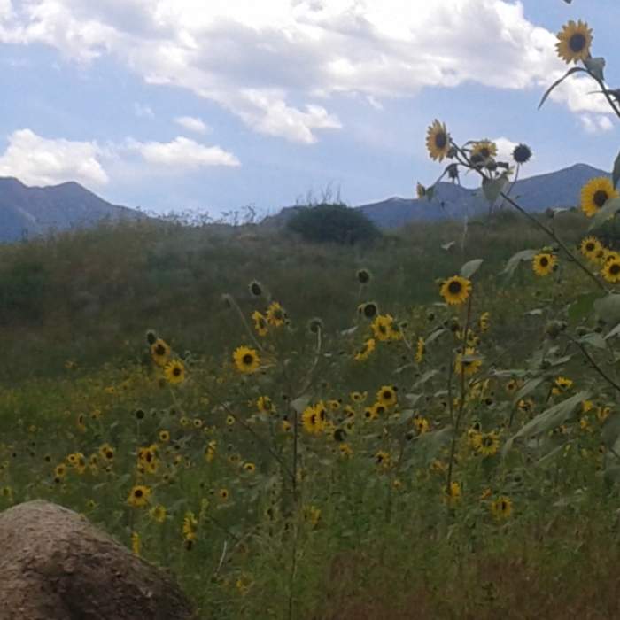 Near Bear Creek Park Trail