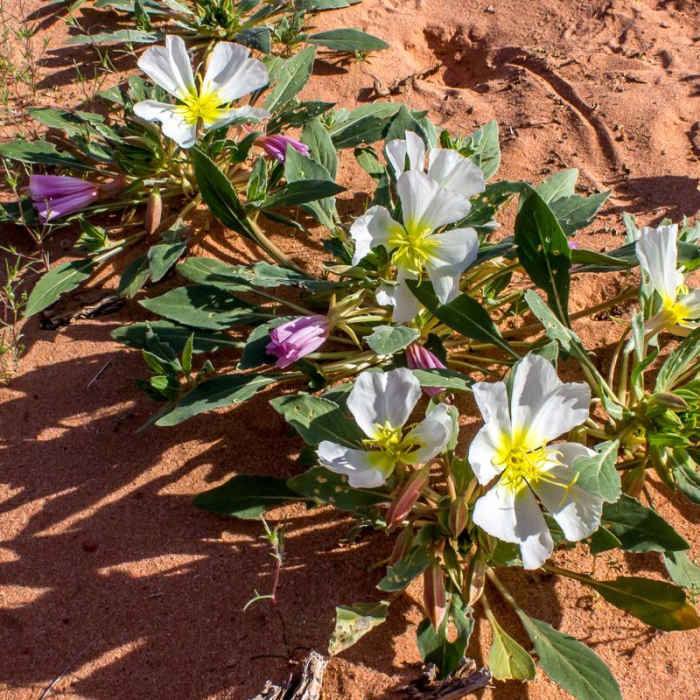 Near Natural Arches Trail