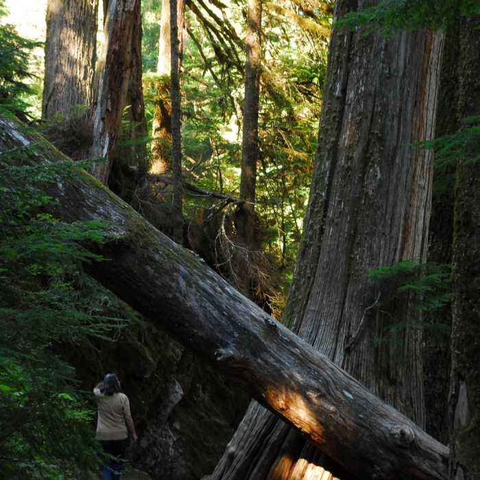 Near Grove of the Patriarchs