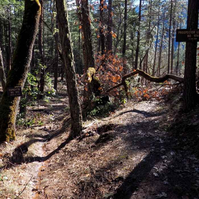 Near Prospectors Loop Trail #974