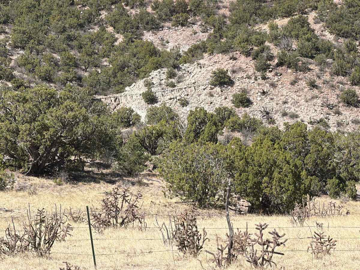 BLM 5935C photo 4