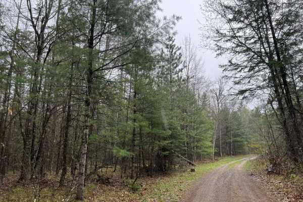 Sawbuck Road - FS 2302