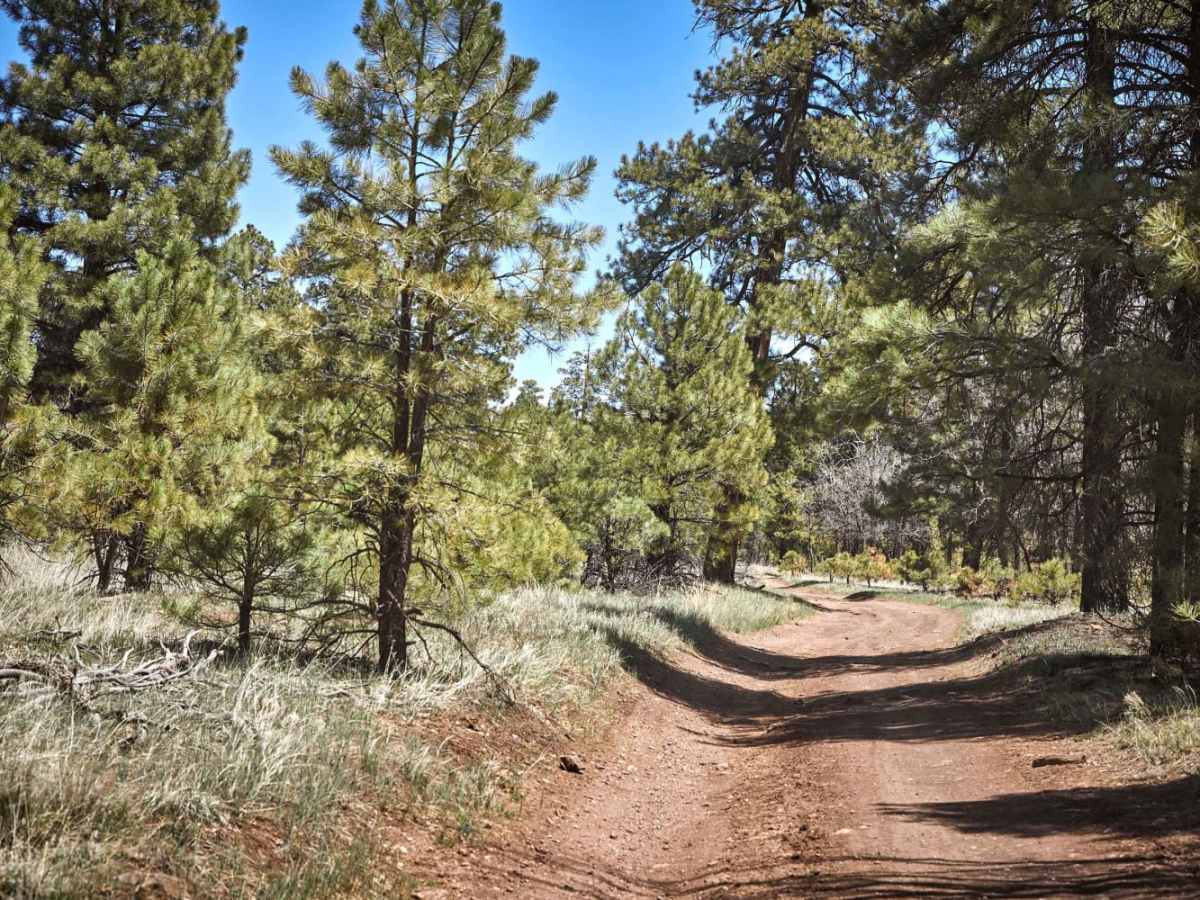 Winding Ponderosa Way photo 4