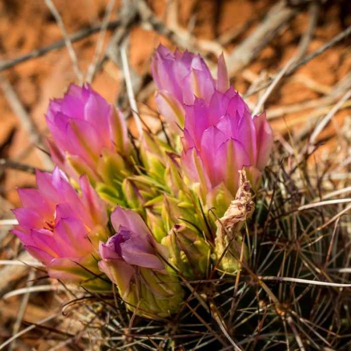 Near Ridge Trail Hike Near Ridge Trail Hike