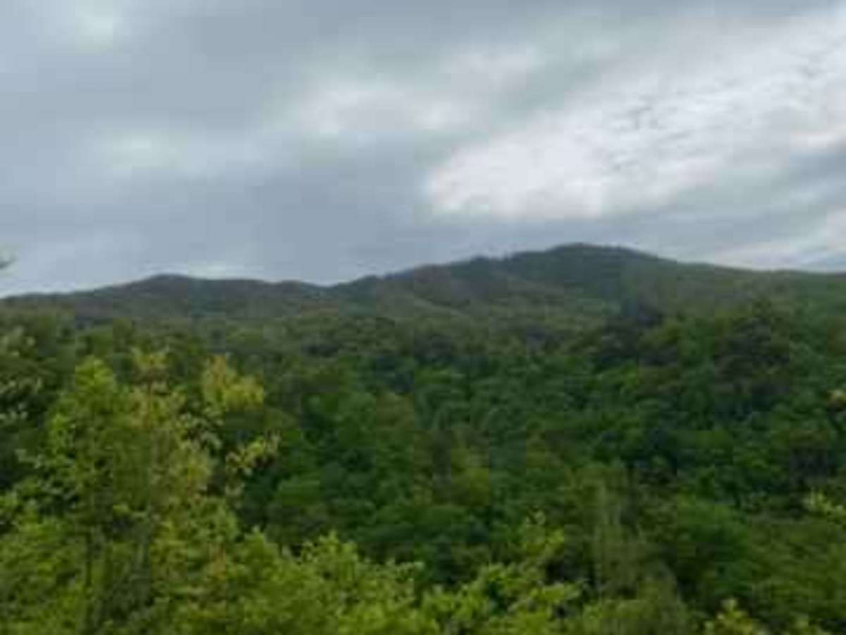 FR126 Waucheesi Bald photo 6