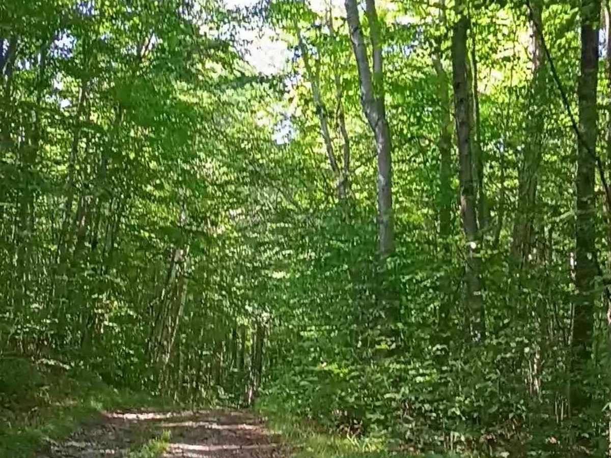 Lincoln Gap Trail photo 2