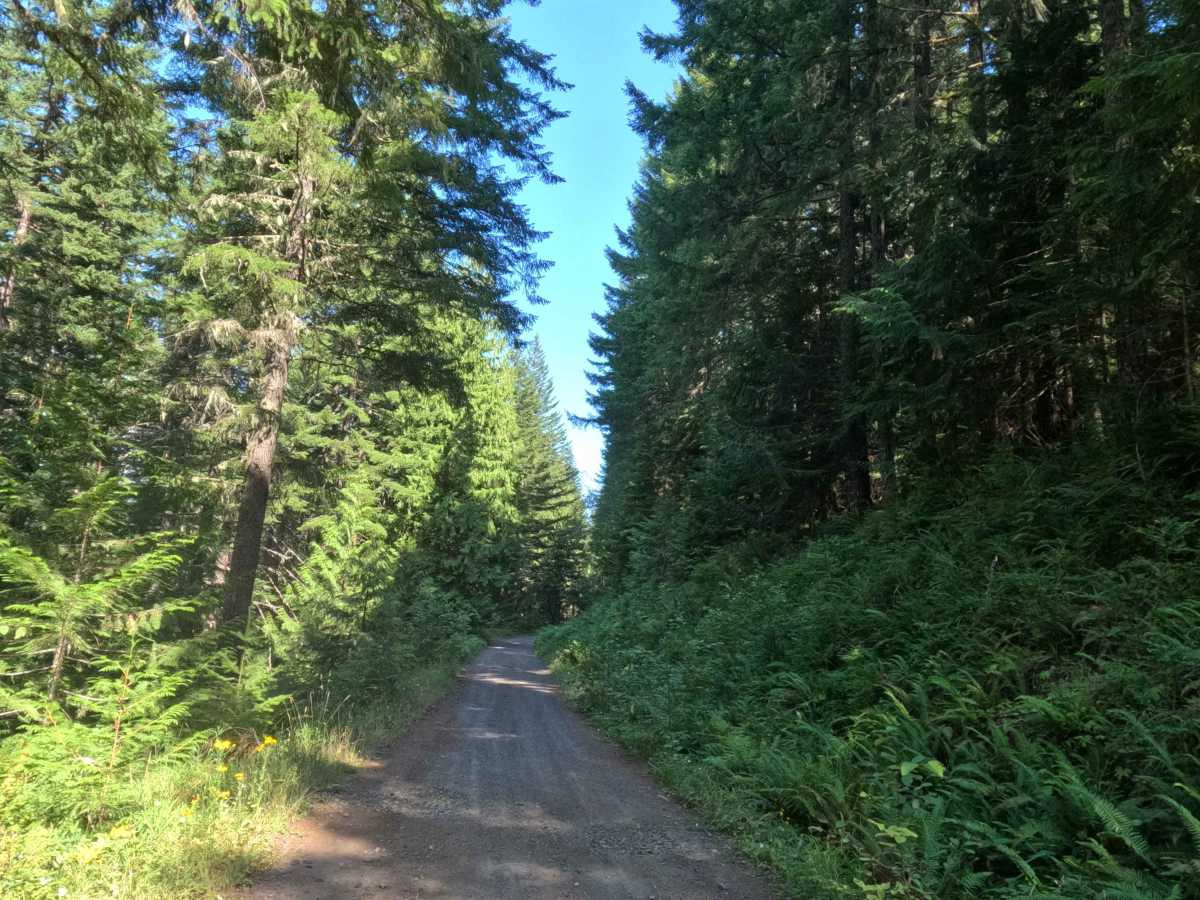 Boyer Creek Road - FS 4612000  photo 3