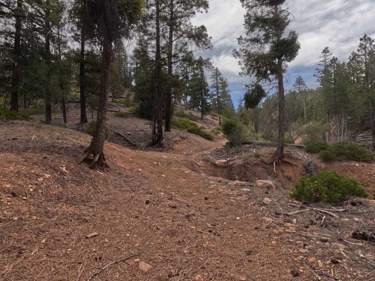Long Hollow - FS 31130 trail photo