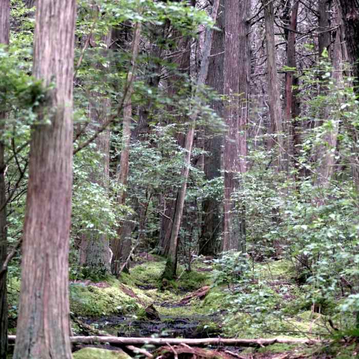 Near Atlantic White Cedar Trail