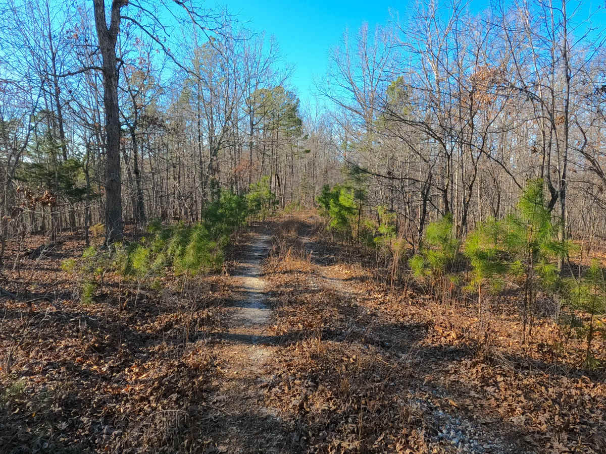 Tall Tree - FS 2243 photo 4