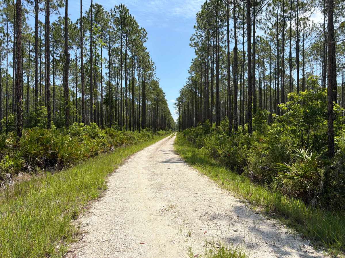 Fawn Road photo 4