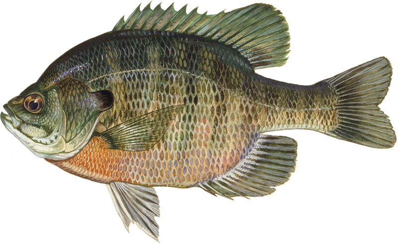 Bluegill
