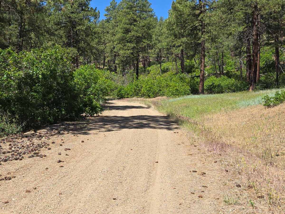 Turkey Creek A Road - FS 615 photo 2