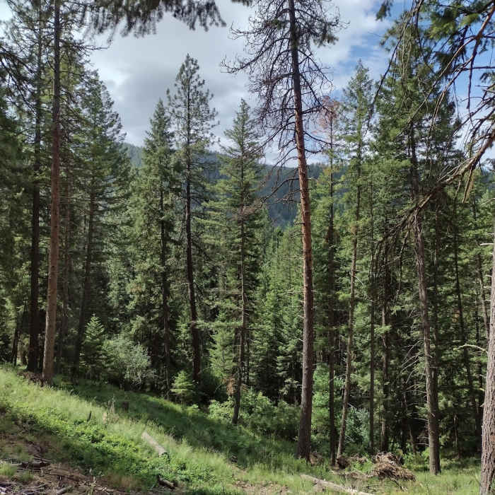 Near Mineral Ridge National Recreation Trail