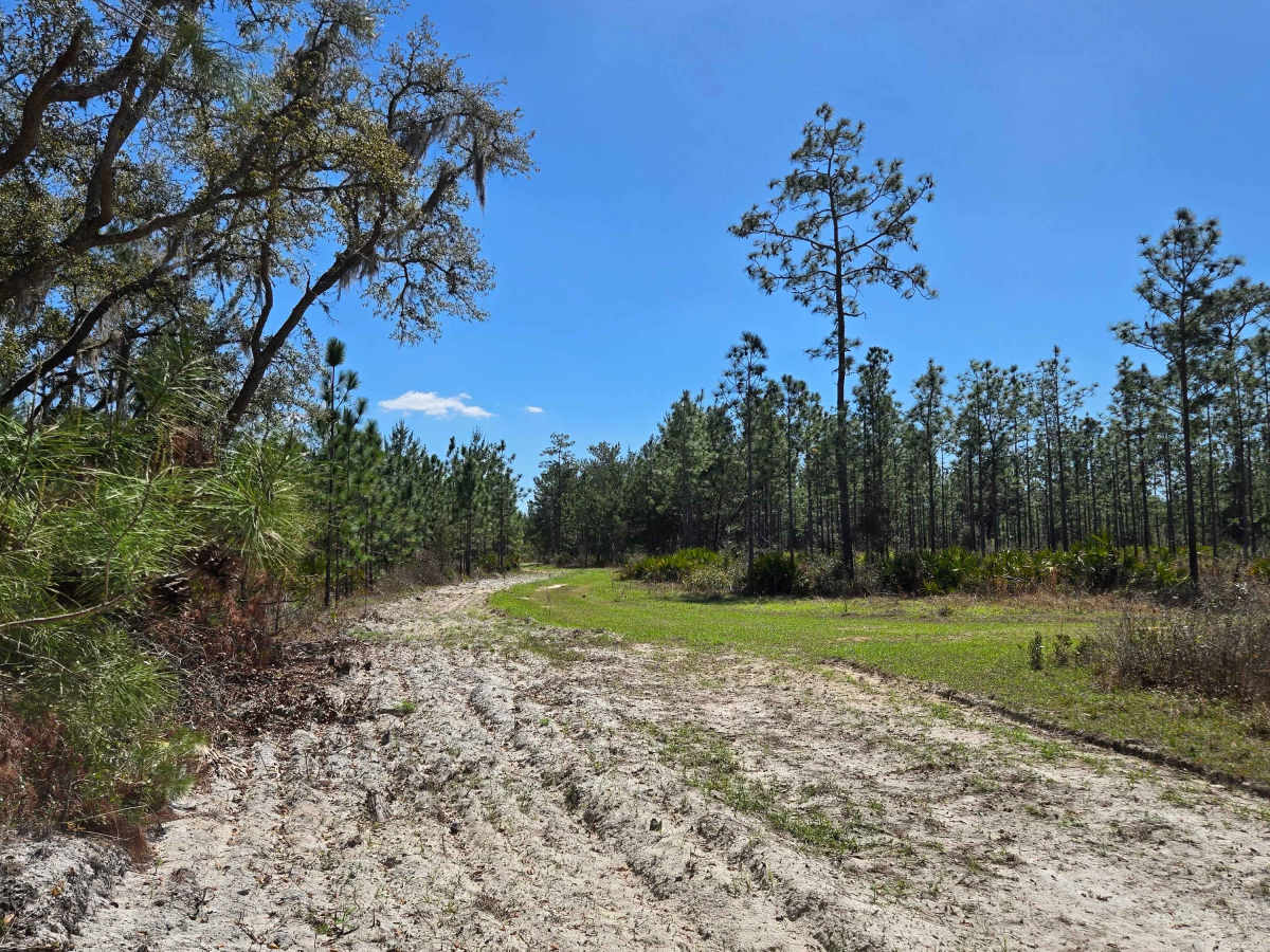 Firebreak Road photo 4