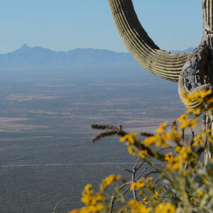 Flowers and great views south Near Hugh Norris Trail