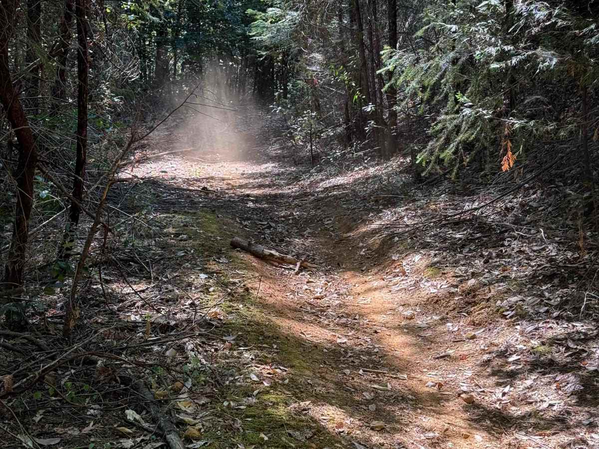 Trail 6-2 (11E52)  photo 3