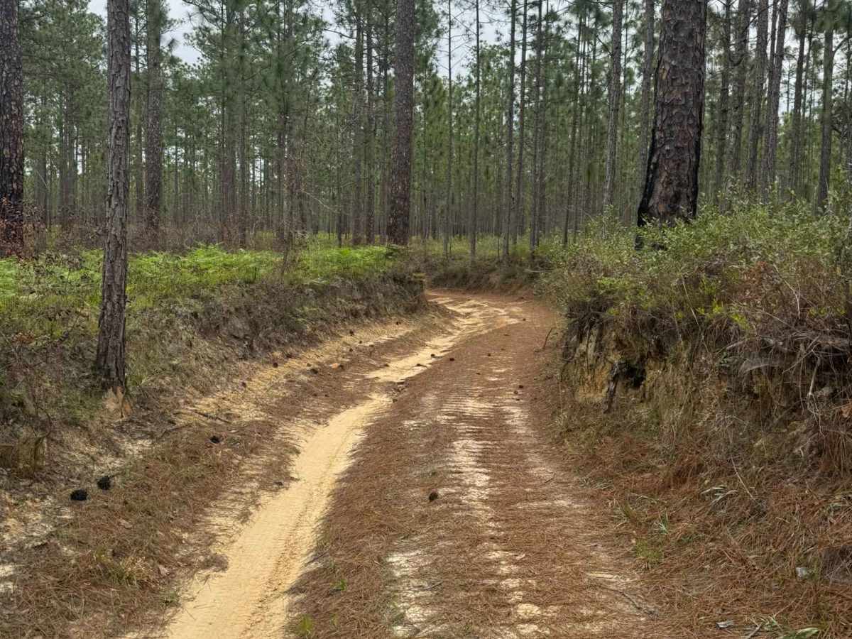 Longleaf Pine Run photo 6