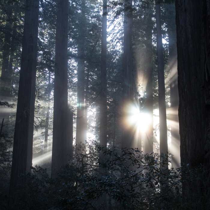 Morning light shining through the trees Near Lady Bird Johnson Grove Nature Trail