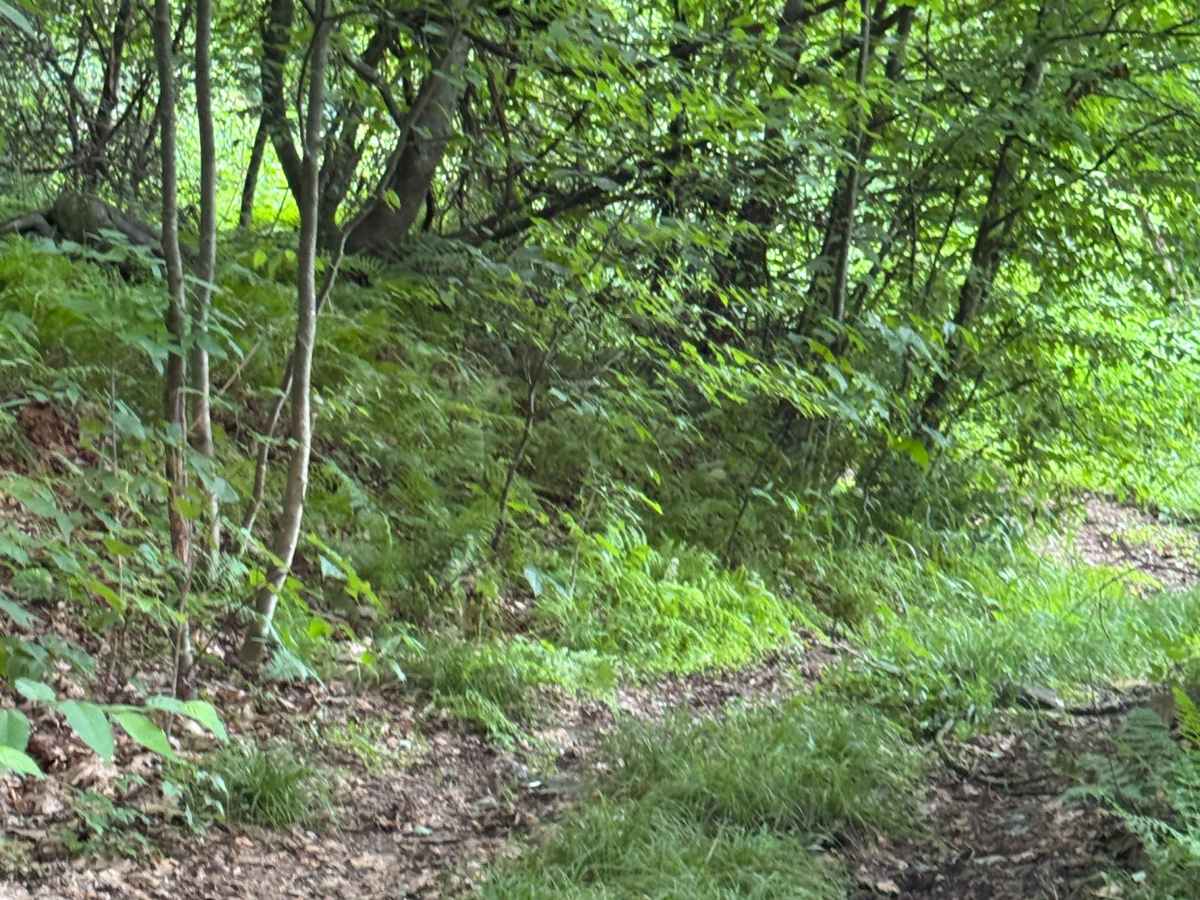 Trail 27 photo 5