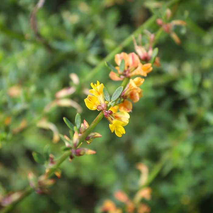 Near Cerro San Luis Peak