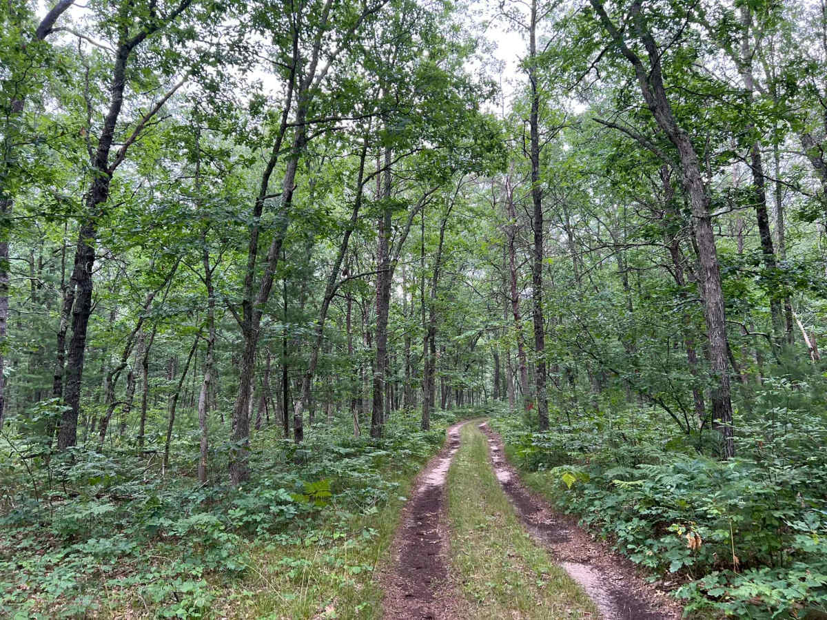 Forest Service Road 8259 photo 4