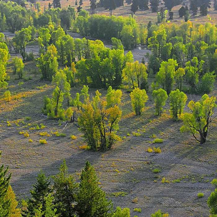 Near Middle Pilgrim Creek