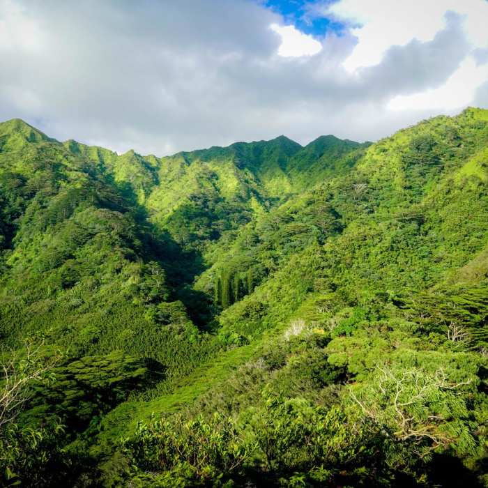 Near Pu'u Pia Near Pu'u Pia