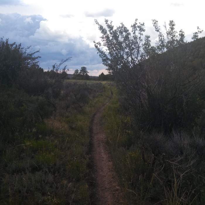 Near Lower Spring Creek Trail #206