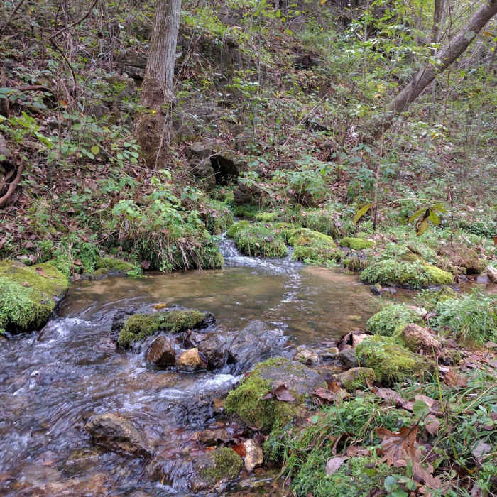 Near Whites Creek Trail