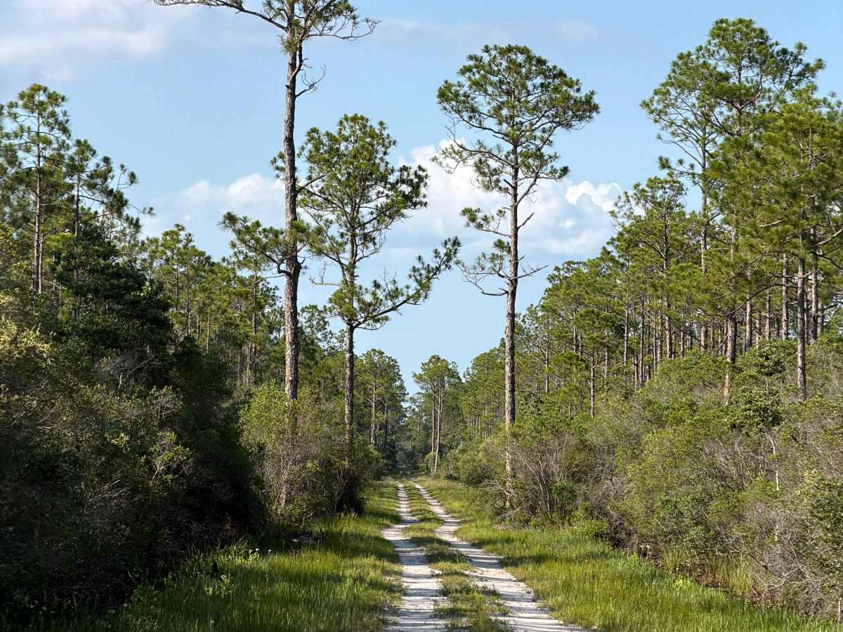 Eagles Nest trail photo