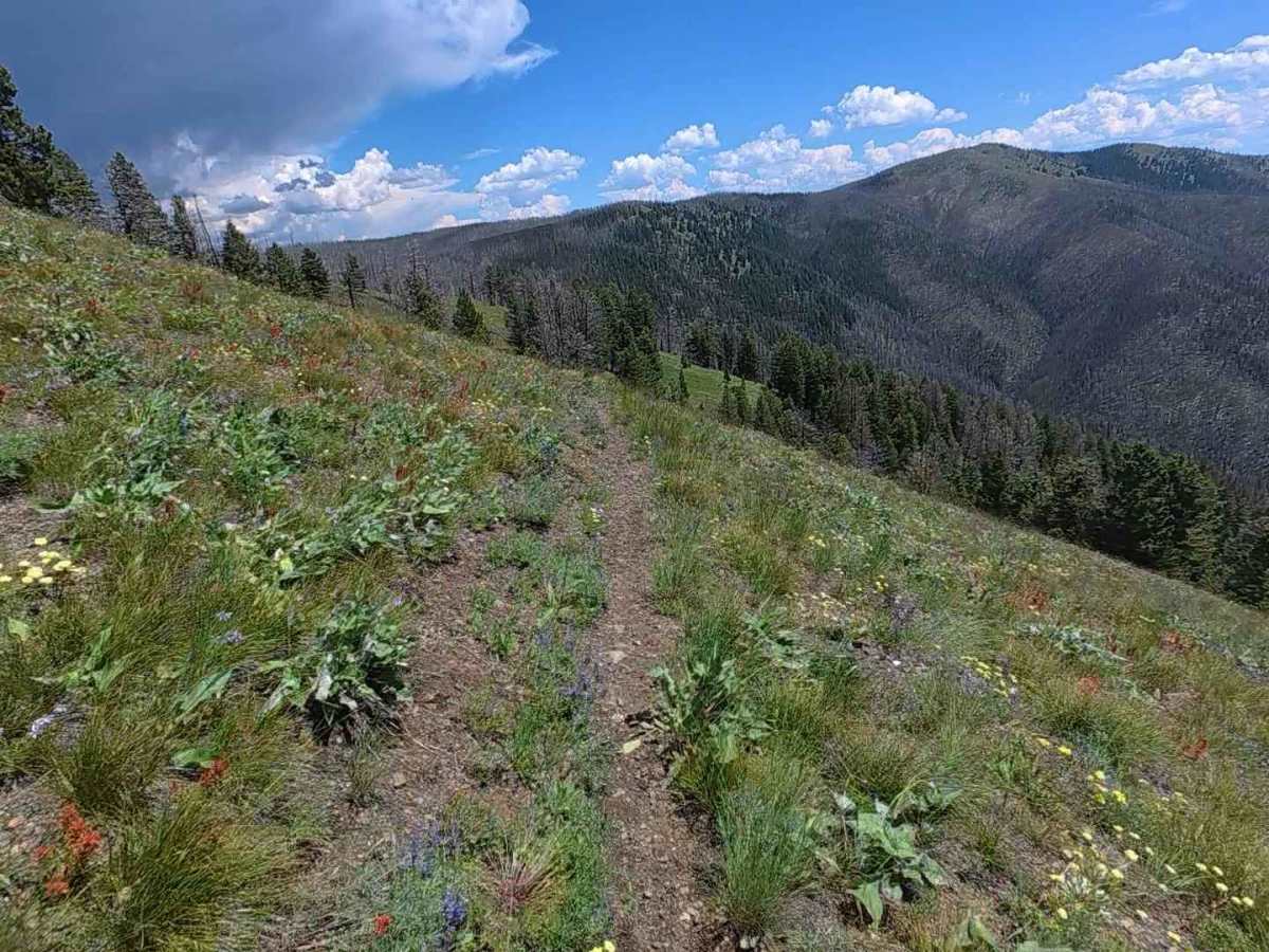 Continental Divide NST - FS 6111 photo 3
