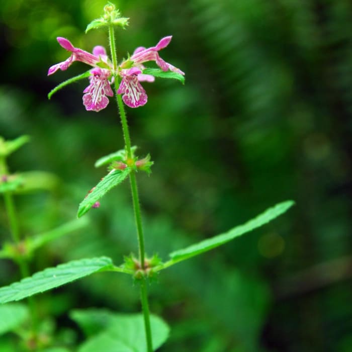 Near Wilson River + Tillamook Forestry Center