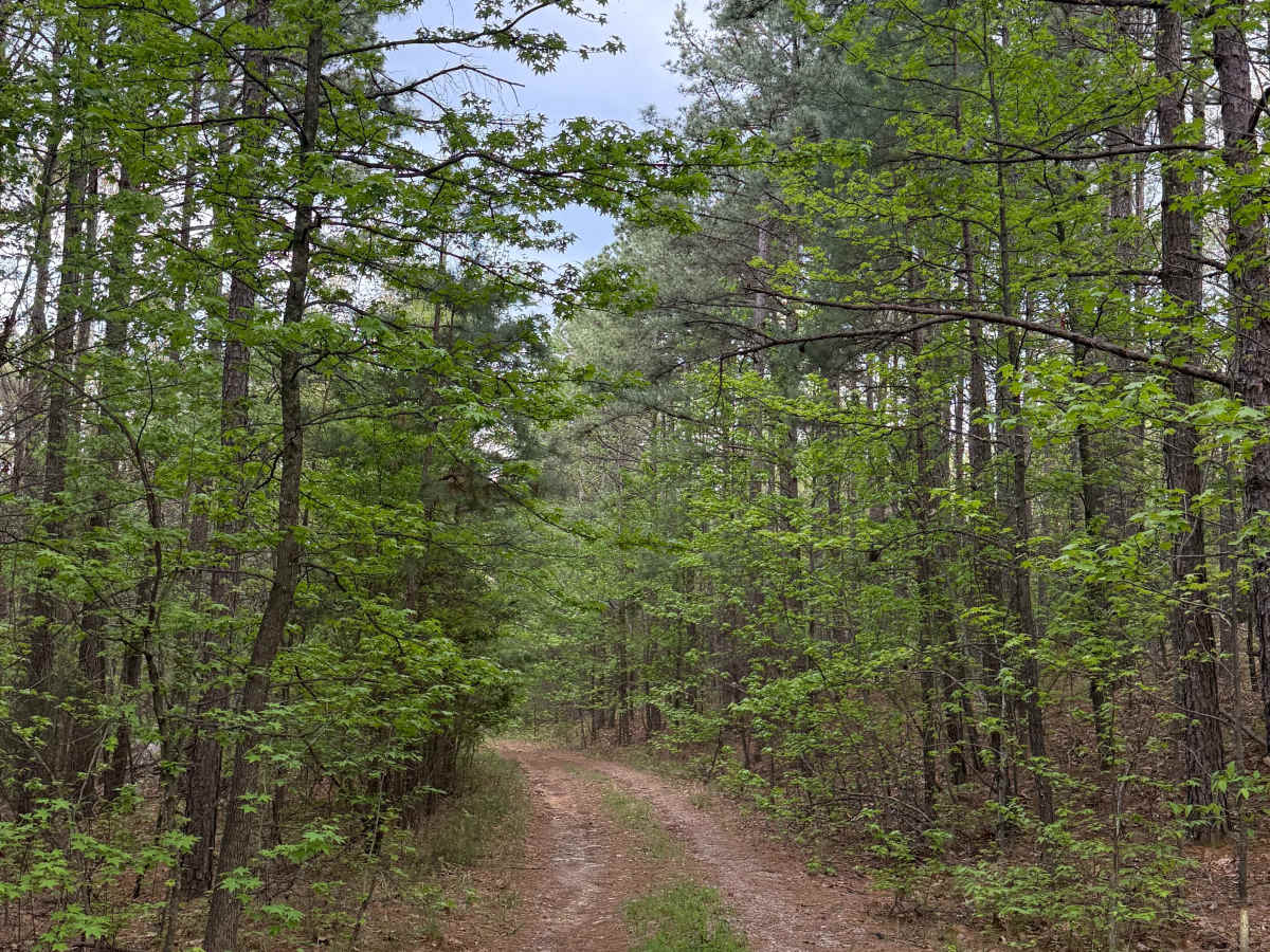 Fern Spring Trail photo 2