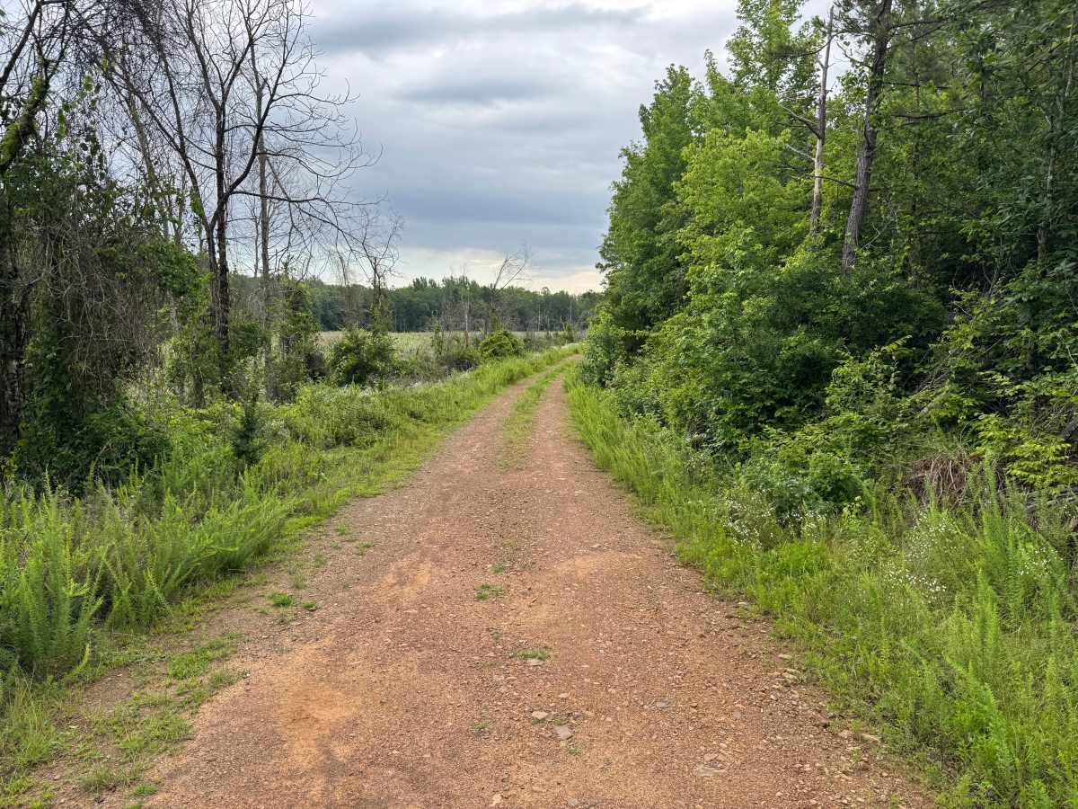 FS 66420 trail photo
